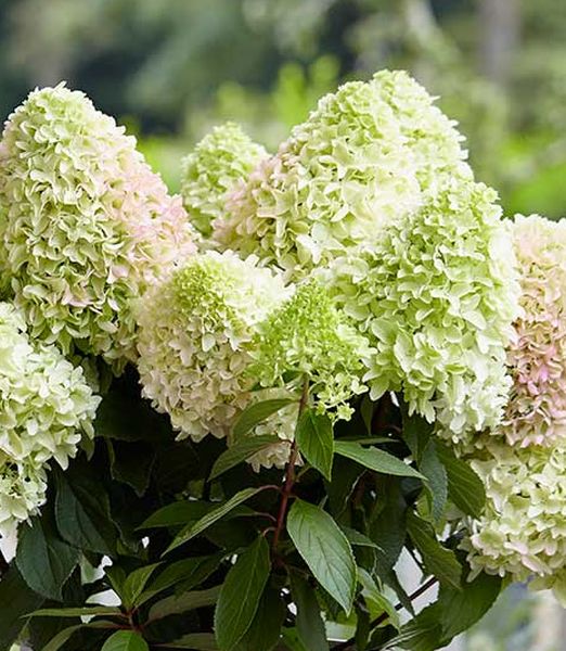 Hydrangea paniculata 'Little Fresco'